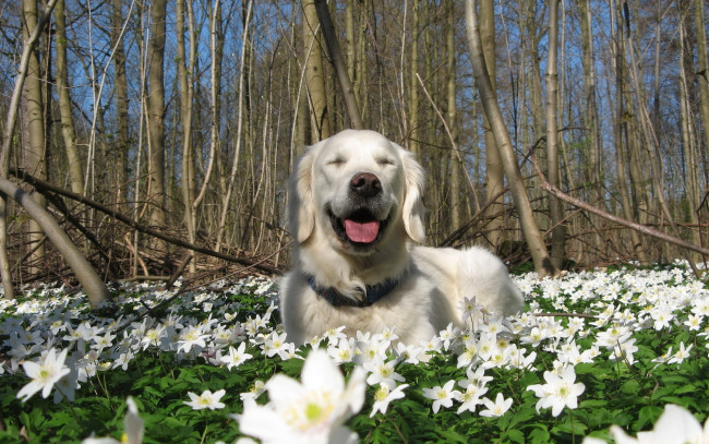 Обои картинки фото животные, собаки, взгляд, цветы, поляна, собака