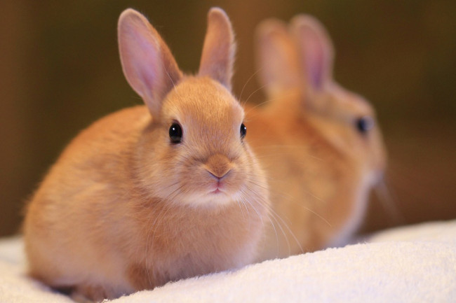 Обои картинки фото животные, кролики,  зайцы, пушистый, ушки, кролик