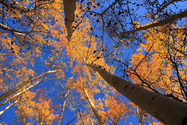 Обои картинки фото природа, деревья, небо, осень, листья, осина, сша, колорадо, аспен