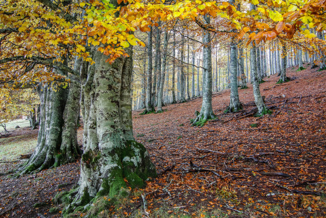 Обои картинки фото природа, лес, жёлтые, листья, стволы, деревья, осень, igor, galarza