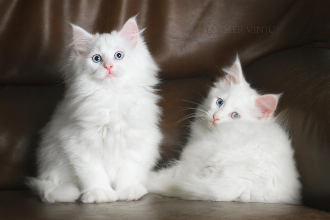 Обои картинки фото животные, коты, котята, белые, пушистые, кожаный, диван