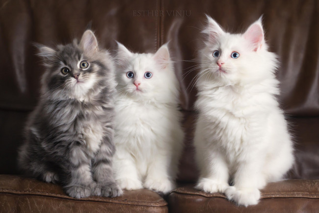 Обои картинки фото животные, коты, котята, трио, белые, серый, диван, пушистые