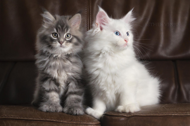 Обои картинки фото животные, коты, пара, белый, серый, комната, кожаный, диван