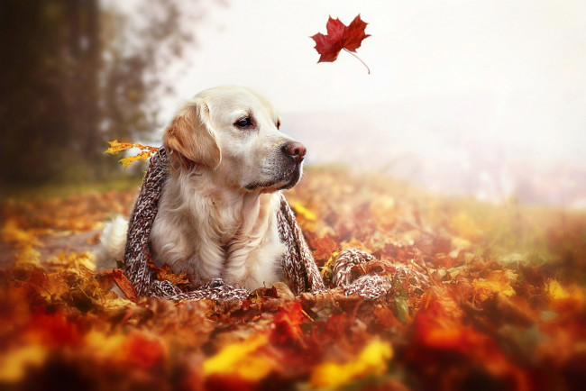 Обои картинки фото животные, собаки, природа, шарф, осень, листья, ретривер, собака