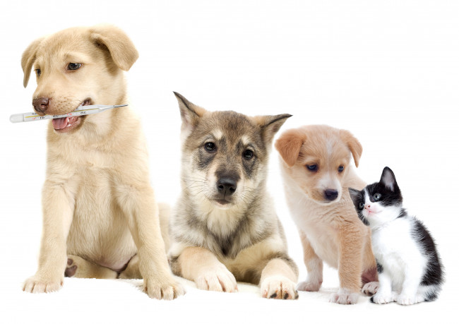 Обои картинки фото животные, разные вместе, собаки, щенки, градусник, котенок, фон, белый, разные