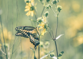 Картинка животные бабочки +мотыльки +моли насекомое крылья макро цветок бабочка