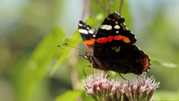 Картинка животные бабочки +мотыльки +моли макро усики крылья фон бабочка