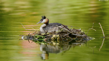 Картинка животные Чомги+ поганки остравок озеро птица