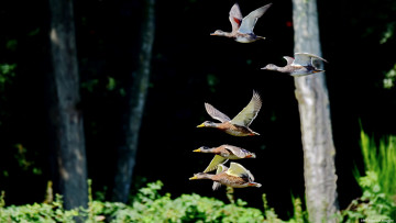 Картинка животные утки летят стая