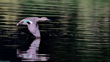 Картинка животные утки утка летит озеро