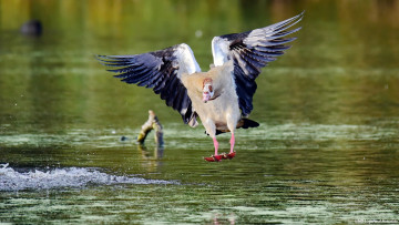 Картинка животные утки утка озеро