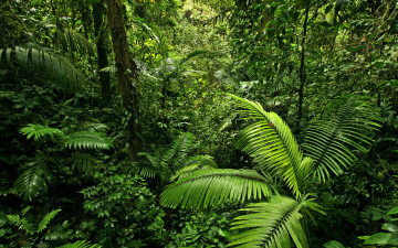 Картинка природа лес деревья листья джунгли ветки зелень тропики