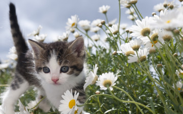Картинка животные коты кошки мило ромашки серый котенок лето цветы