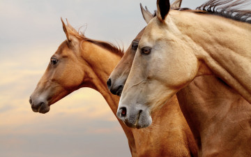 Картинка животные лошади кони рыжие коричневые три тройка профиль портрет морды глаза