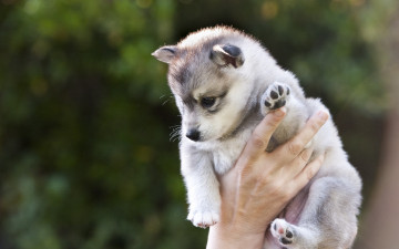 Картинка животные собаки держит щенок хаски рука