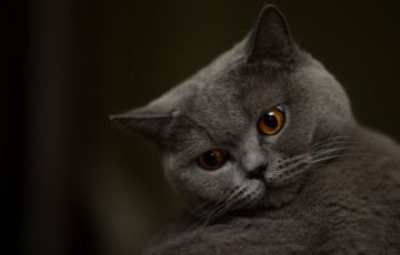 Картинка животные коты глаза мордочка кот