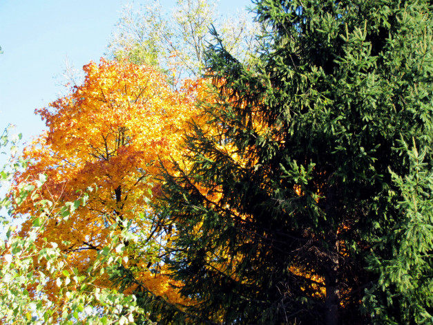 Обои картинки фото природа, деревья, желтый, зеленый, осень
