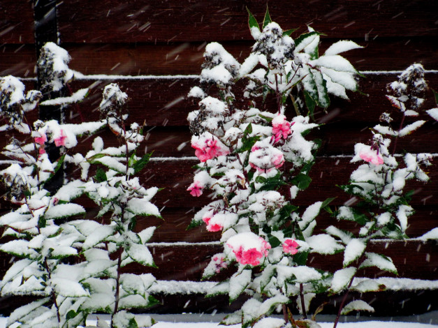 Обои картинки фото природа, зима, розы, цветы, снег