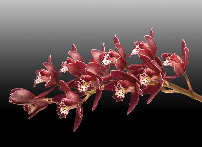 Обои картинки фото цветы, орхидеи, фон, веточка