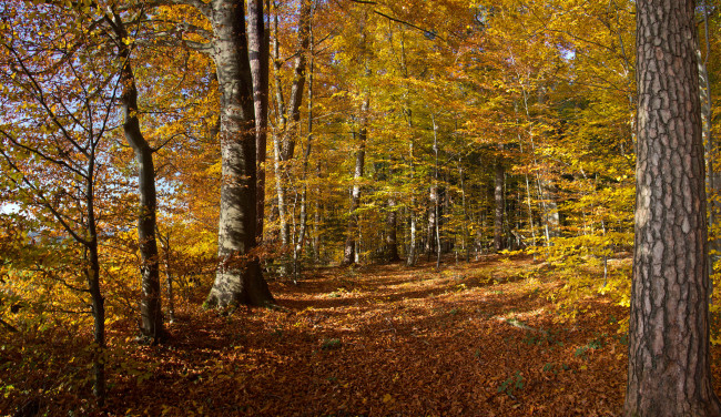 Обои картинки фото природа, дороги, осень, лес