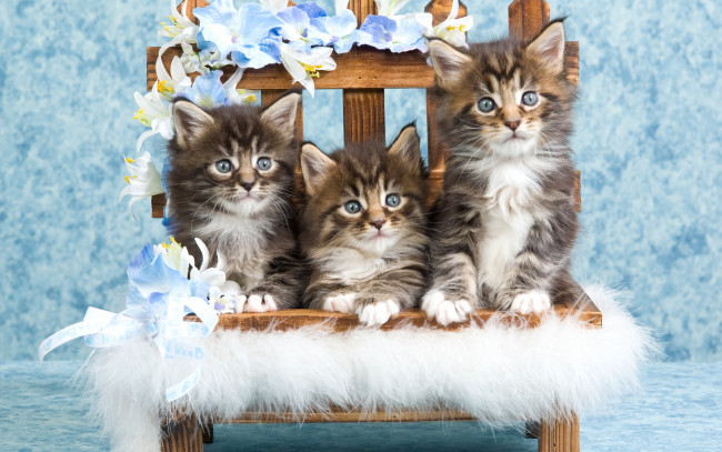 Обои картинки фото животные, коты, милые, серые, котята, пушистые, полосатые, кошки, голубой, фон, мех, цветы, ящик, забор, деревянный