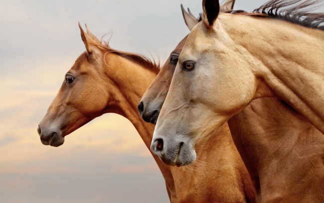 Обои картинки фото животные, лошади, кони, рыжие, коричневые, три, тройка, профиль, портрет, морды, глаза