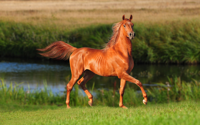 Обои картинки фото животные, лошади, лето, конь, лошадь, красавец, река, поле, трава, коричневый