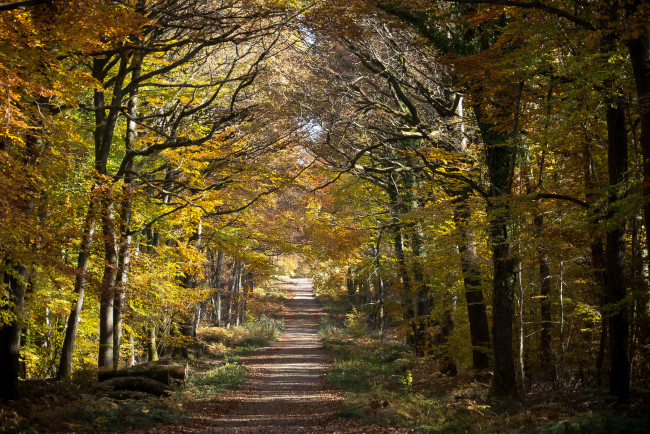 Обои картинки фото природа, дороги, осень, лес