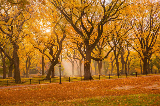 Обои картинки фото природа, парк, деревья, фонари, осень