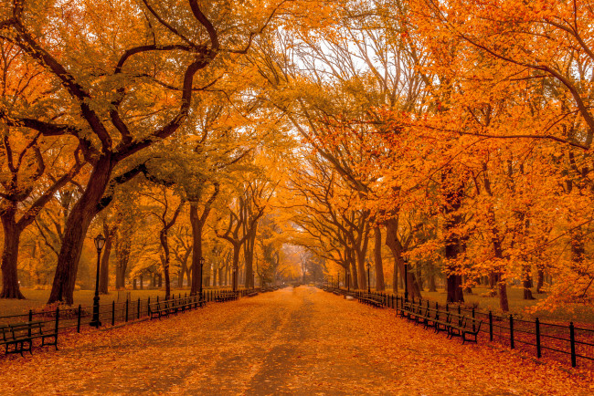 Обои картинки фото природа, парк, осень, дорога, деревья