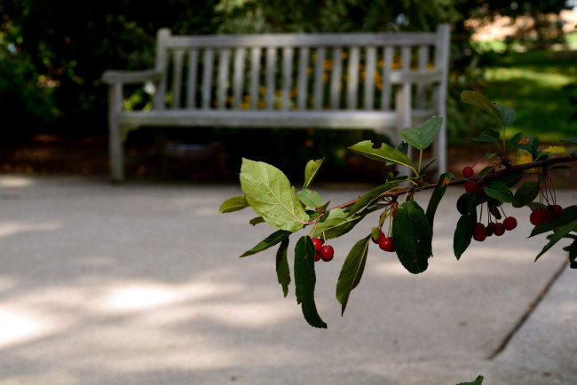 Обои картинки фото природа, Ягоды, скамейка, ягоды, вишни