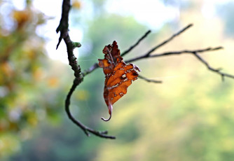 Картинка природа листья паутина макро осень лист ветка