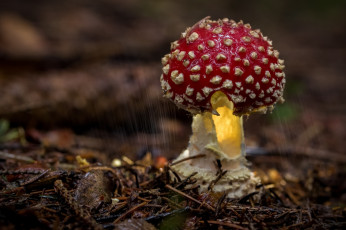 обоя природа, грибы,  мухомор, макро, лес, дождь, шляпка