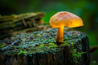Картинка природа грибы макро лес пень мох