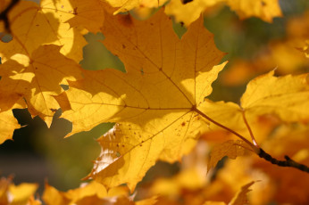 Картинка природа листья жёлтый осень макро листва