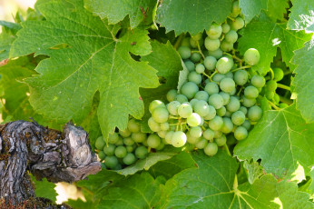 Картинка природа Ягоды +виноград куст кисти виноград