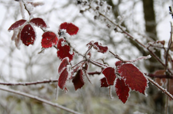 обоя природа, листья, лёд, изморозь, снег, ветка, красный, зима, холод