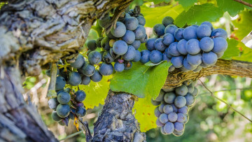 Картинка природа Ягоды +виноград урожай макро гроздь