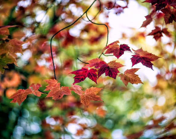 Обои картинки фото природа, листья, размытие, осень, листва, ветка