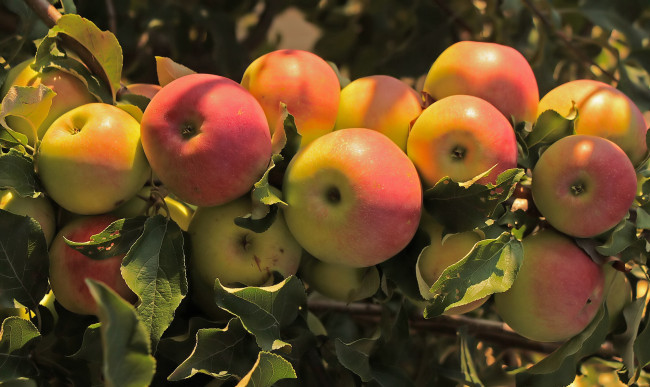 Обои картинки фото природа, плоды, дерево, ветки, яблоки