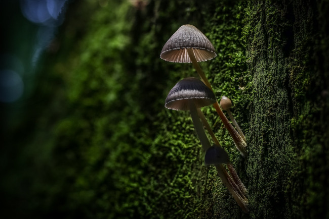 Обои картинки фото природа, грибы, лес, дерево, кора, мох, макро