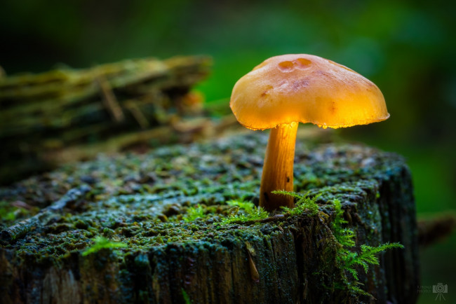 Обои картинки фото природа, грибы, макро, лес, пень, мох