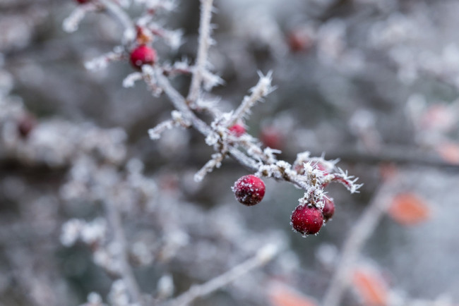 Обои картинки фото природа, Ягоды, макро, ветка, холод, зима, изморозь, лёд, снег, красный
