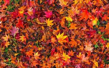 обоя природа, листья, maple, осенние, leaves, autumn, background, клен, colorful, фон, осень, red