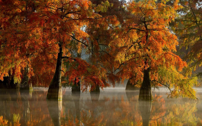 Обои картинки фото природа, деревья, осень, отражение