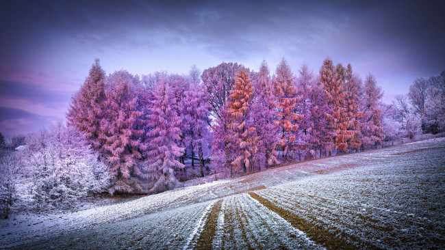 Обои картинки фото природа, пейзажи, зимнии, лес, пеизаж, инеи, заснеженныи, восход, солнца, утро, польша, эстетика, автор, michal, skarbinski