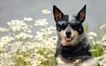 Картинка животные собаки собака очки ромашки