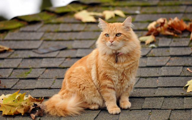 Обои картинки фото животные, коты, кошка, крыша, листья