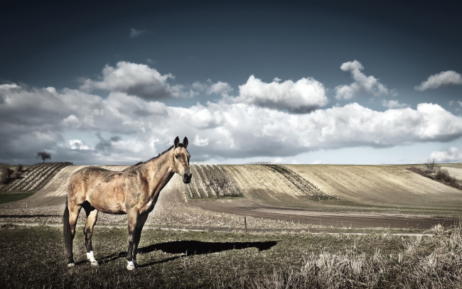 Обои картинки фото животные, лошади, природа, фон, конь