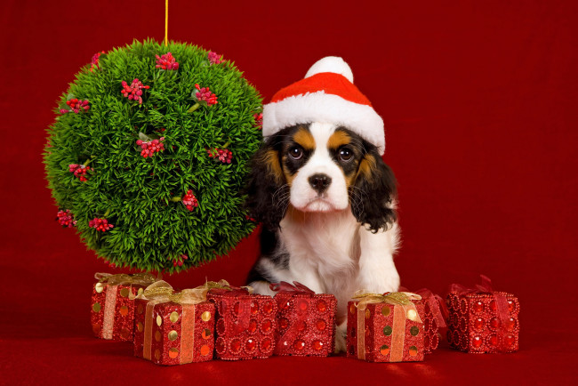 Обои картинки фото животные, собаки, new, year, рождество, новый, год, christmas, праздник, шарики, украшения, собака